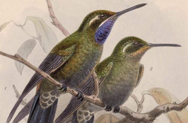 Amethyst-throated Mountaingem