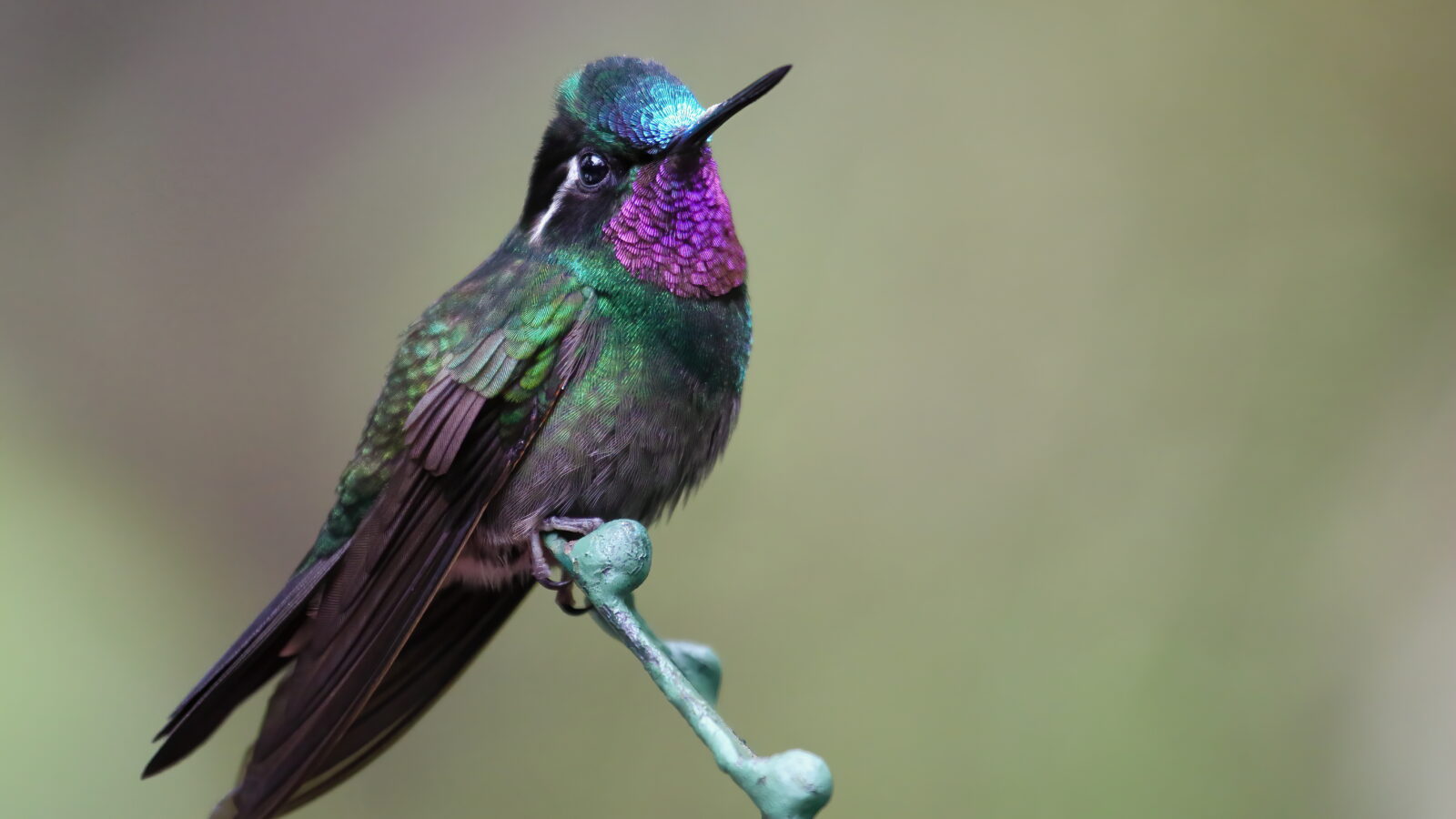 Purple-throated Mountaingem