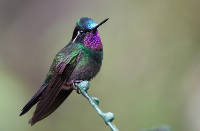 Purple-throated Mountaingem