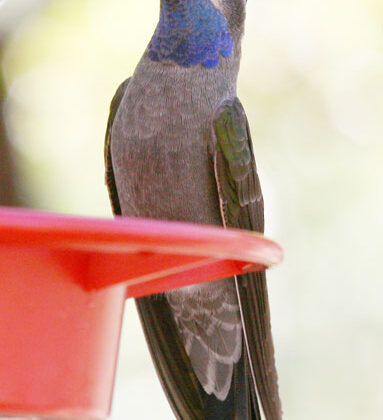Blue-throated Mountaingem
