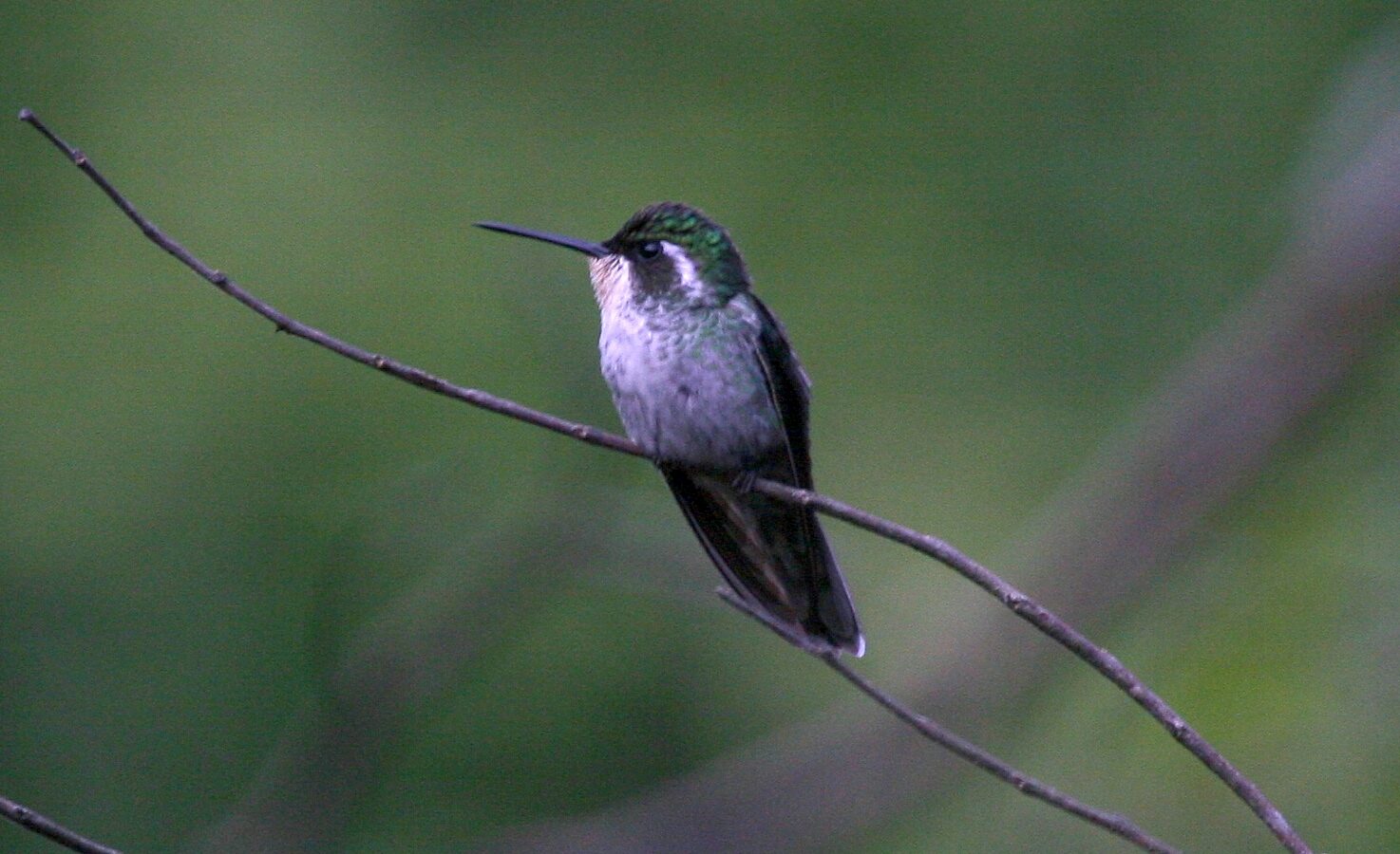 Green-breasted Mountaingem