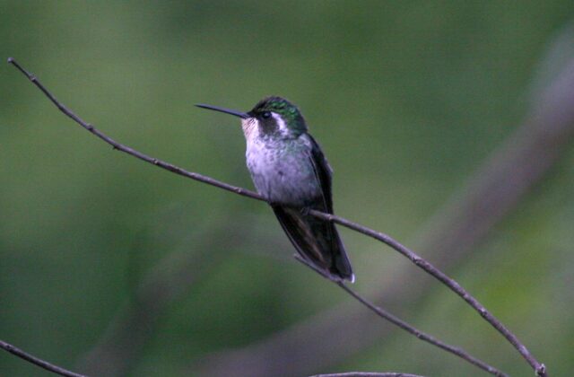 Green-breasted Mountaingem