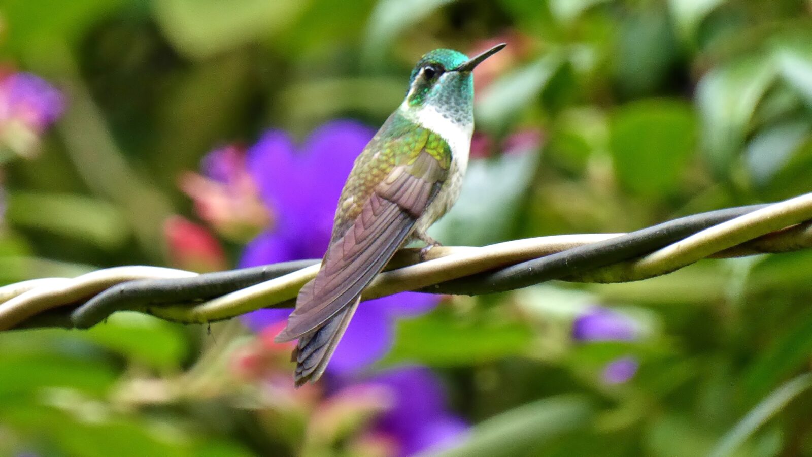 Green-throated Mountaingem