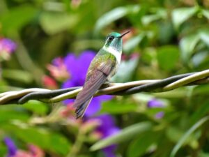Green-throated Mountaingem