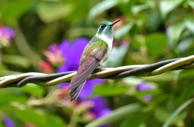 Green-throated Mountaingem