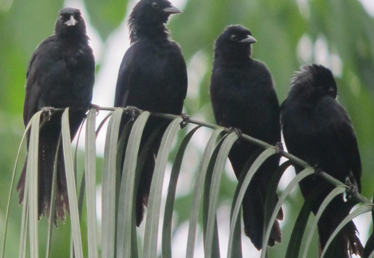 Velvet-fronted Grackle