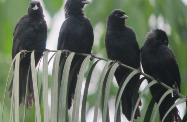 Velvet-fronted Grackle