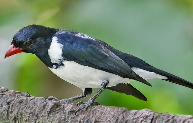Red-billed Pied Tanager