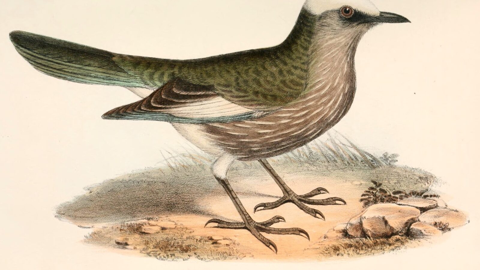 White-crowned Starling