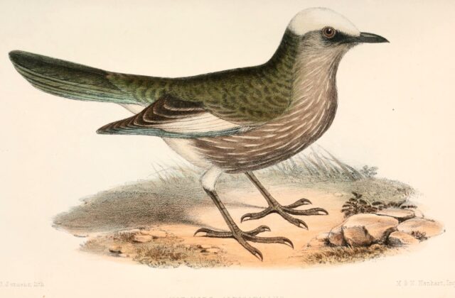 White-crowned Starling