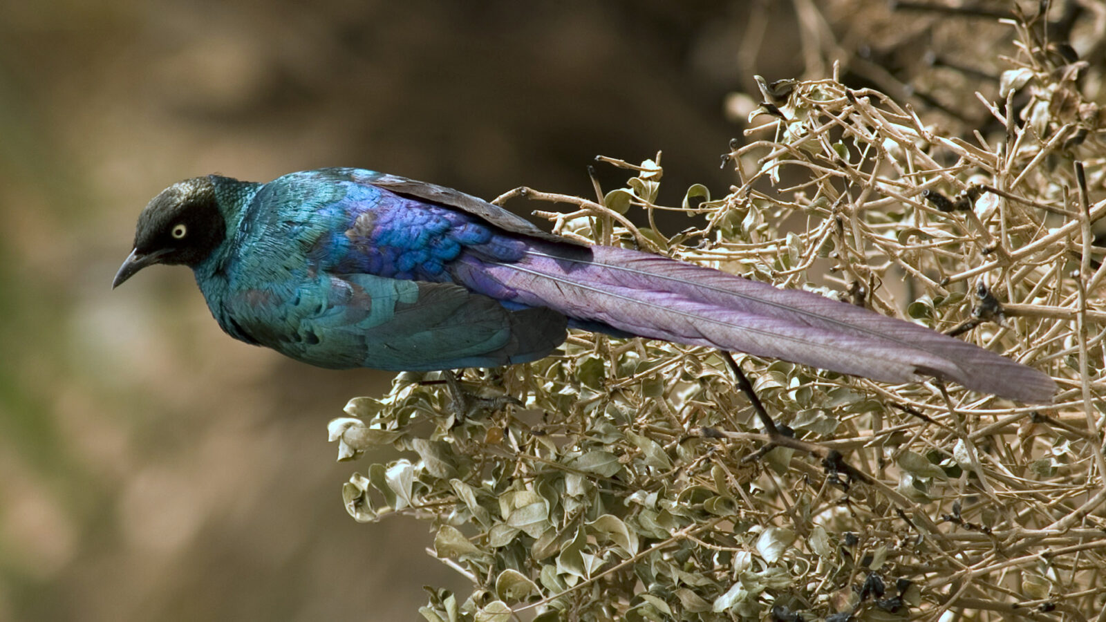 Long-tailed Glossy Starling