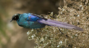 Long-tailed Glossy Starling