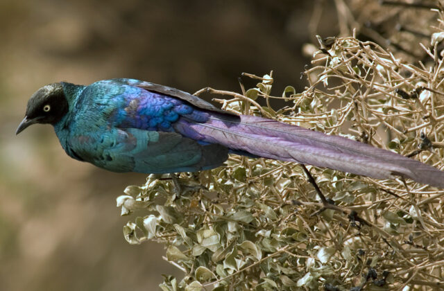 Long-tailed Glossy Starling