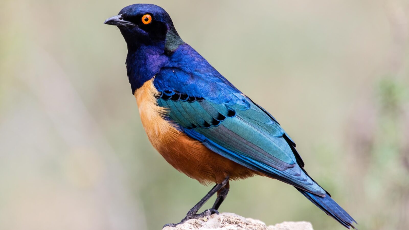 Hildebrandt’s Starling