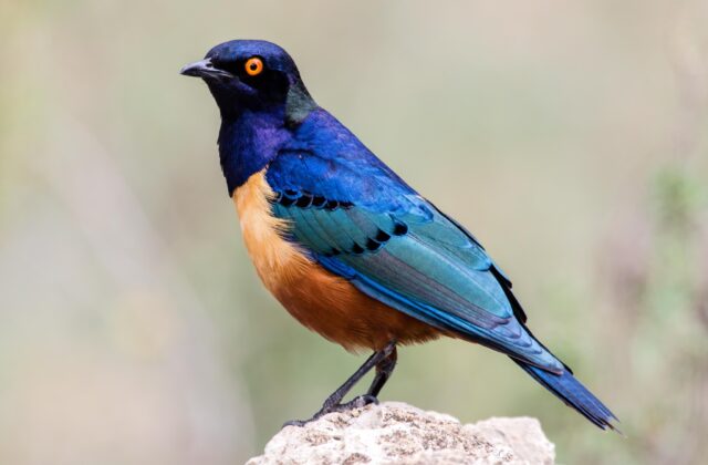 Hildebrandt’s Starling