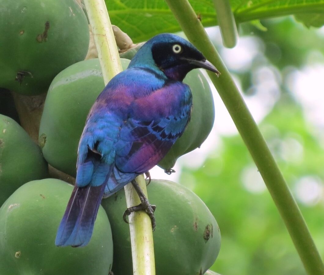 Principe Starling