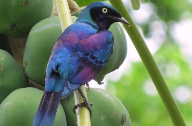 Principe Starling