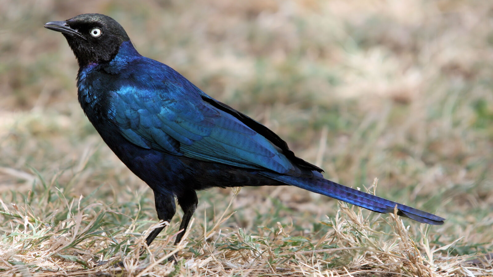 Rüppell’s Starling