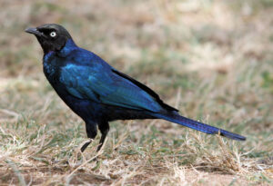 Rüppell’s Starling