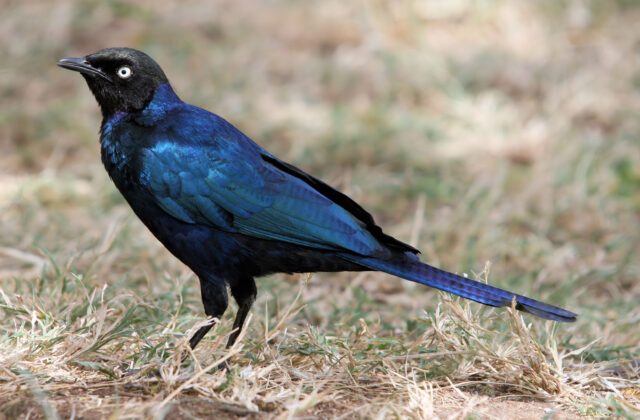 Rüppell’s Starling