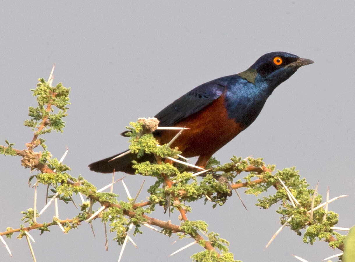 Shelley’s Starling