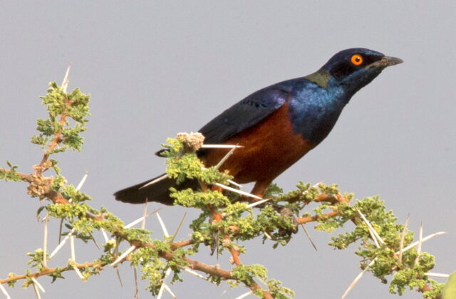 Shelley’s Starling