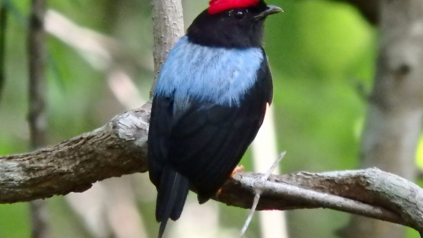 Lance-tailed Manakin