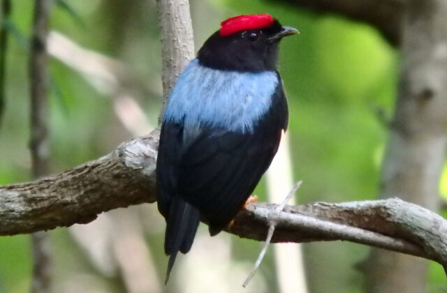 Lance-tailed Manakin