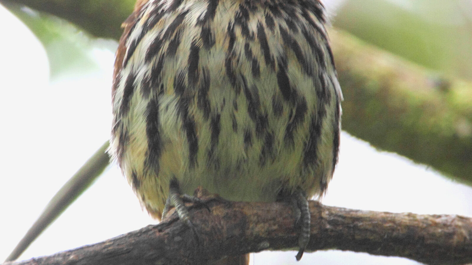 Lanceolated Monklet