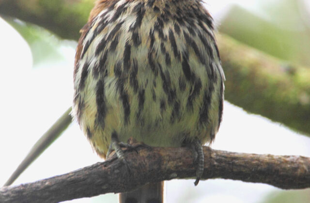 Lanceolated Monklet