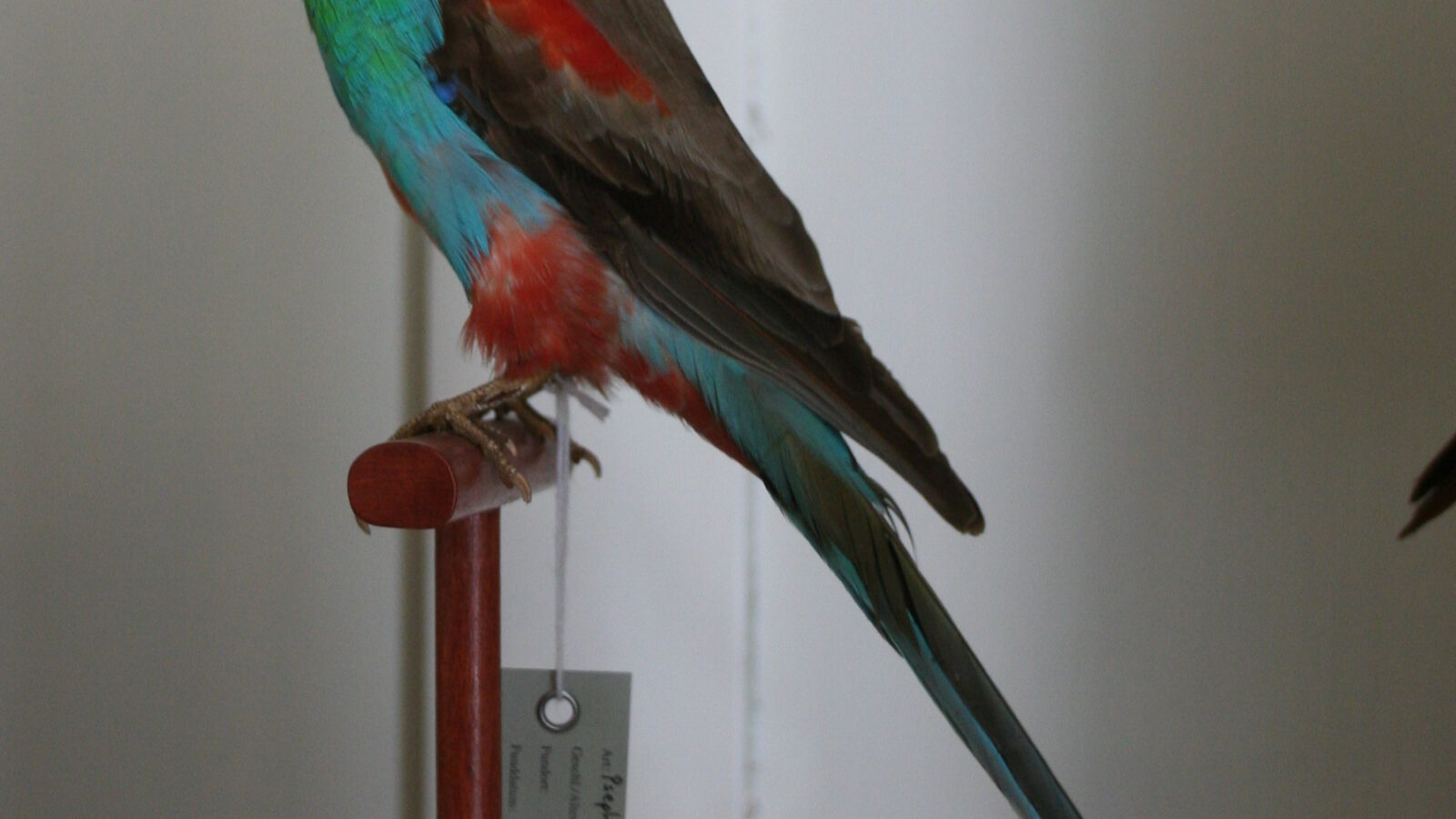 Paradise Parrot