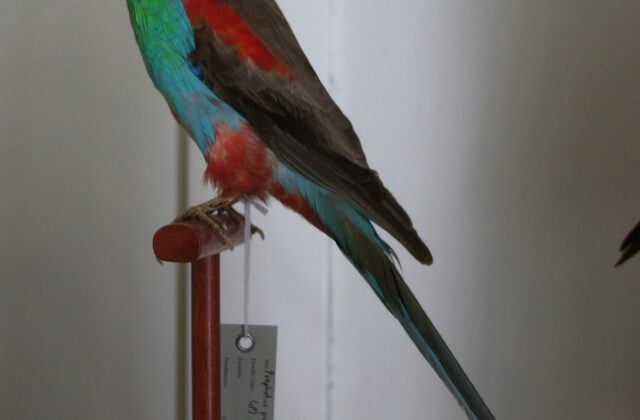 Paradise Parrot