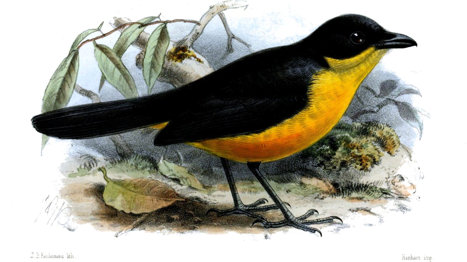 Yellow-breasted Boubou