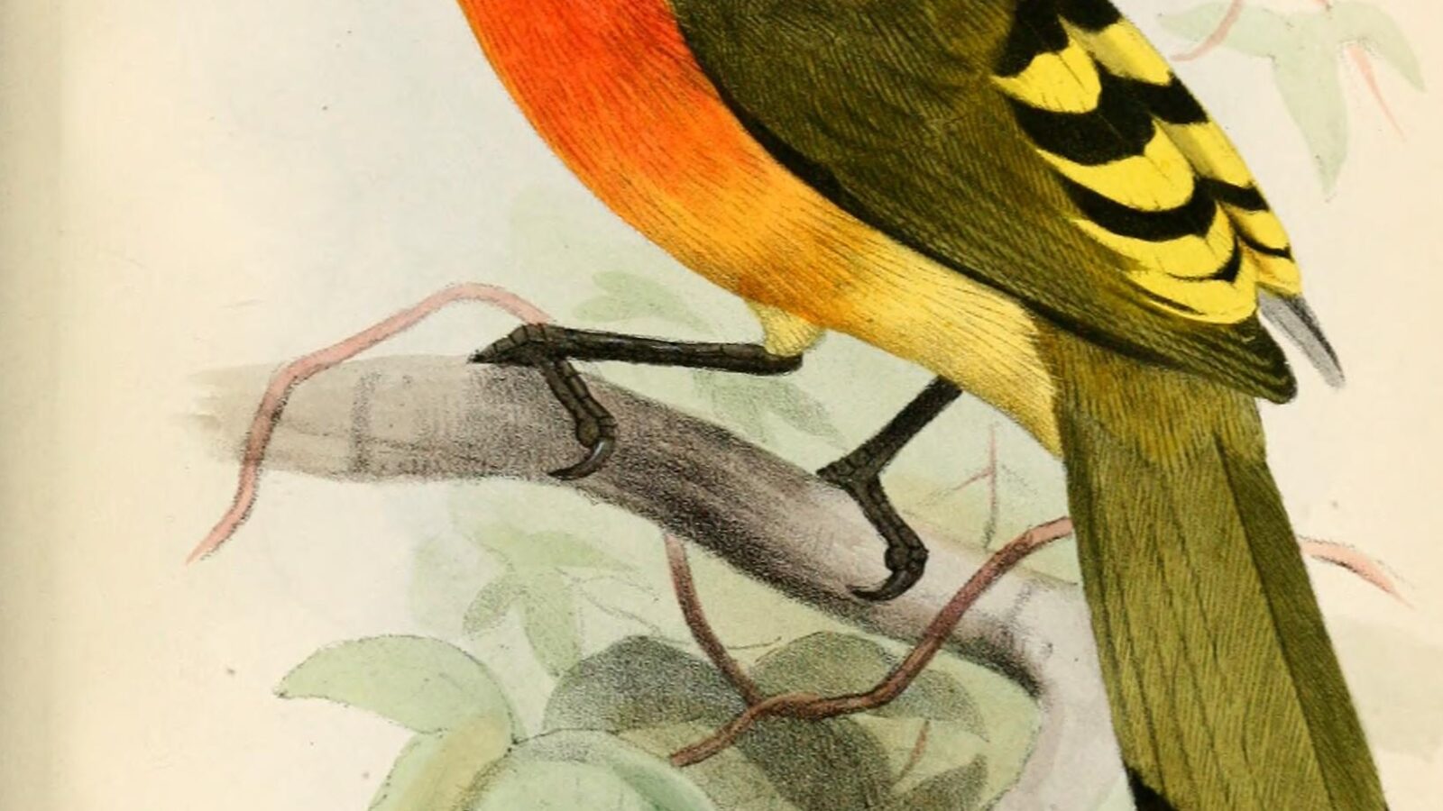 Fiery-breasted Bushshrike