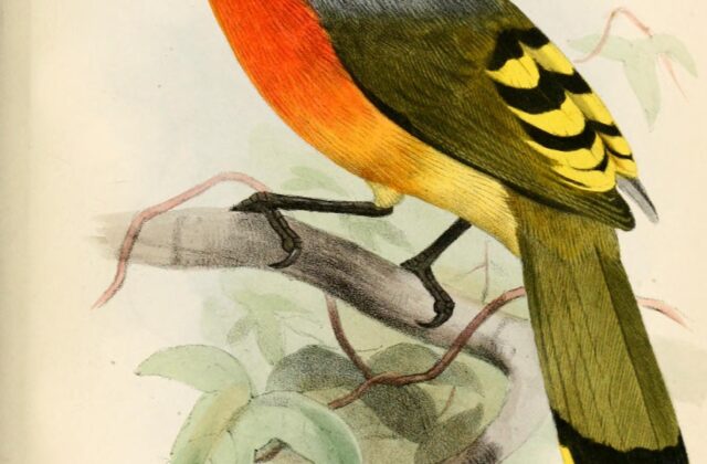 Fiery-breasted Bushshrike
