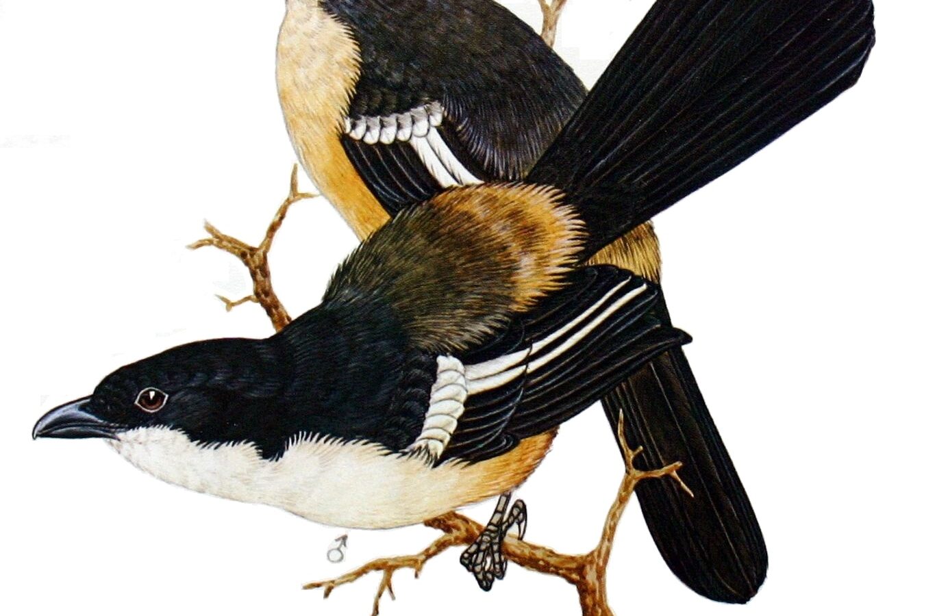 Southern Boubou