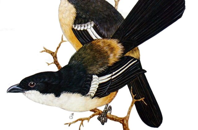 Southern Boubou