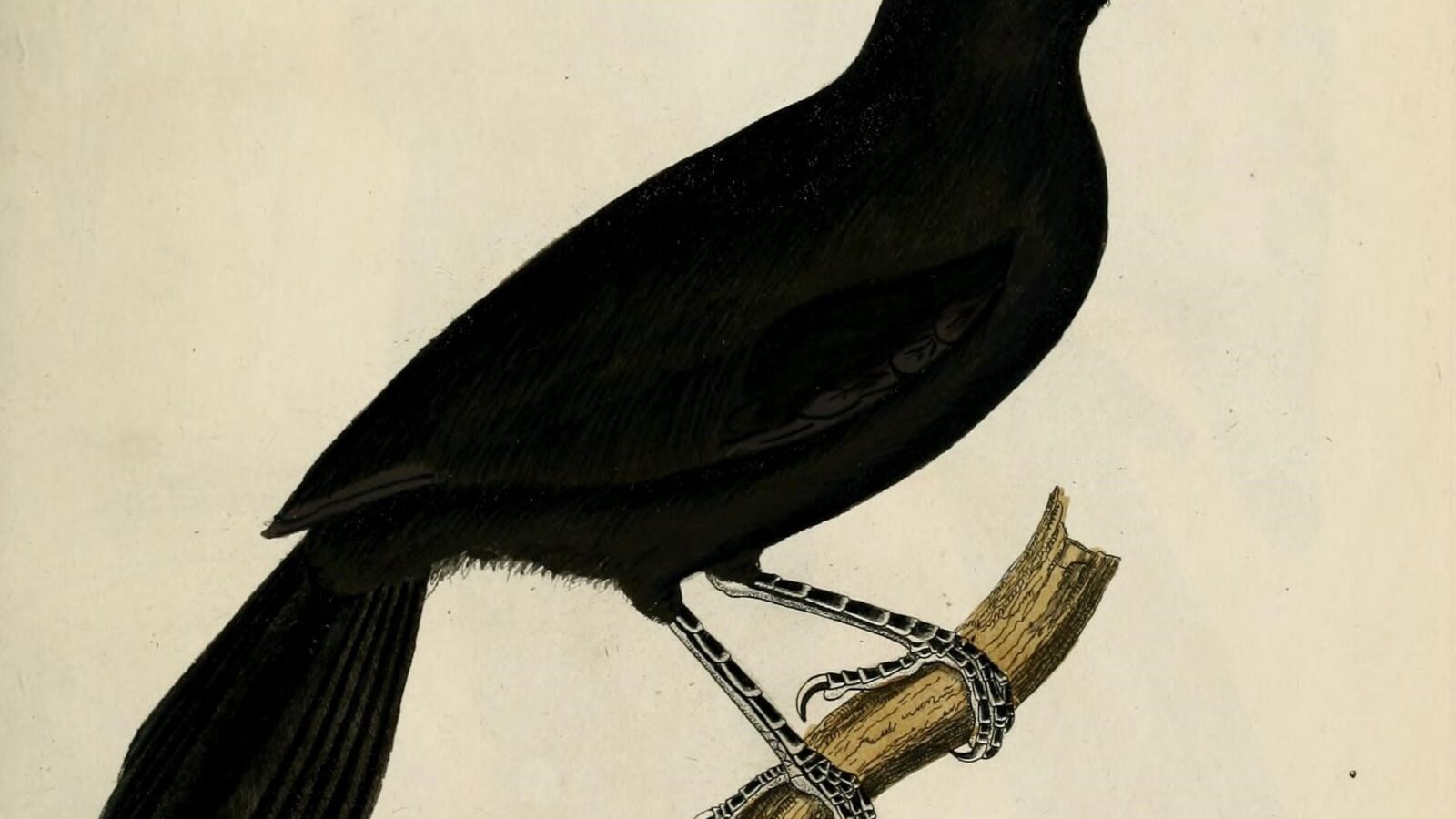 Lowland Sooty Boubou