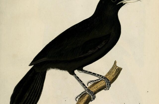 Lowland Sooty Boubou