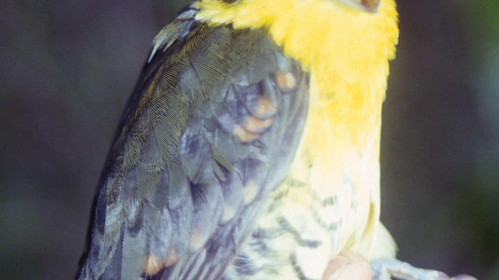 Andean Laniisoma