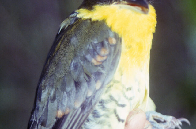 Andean Laniisoma