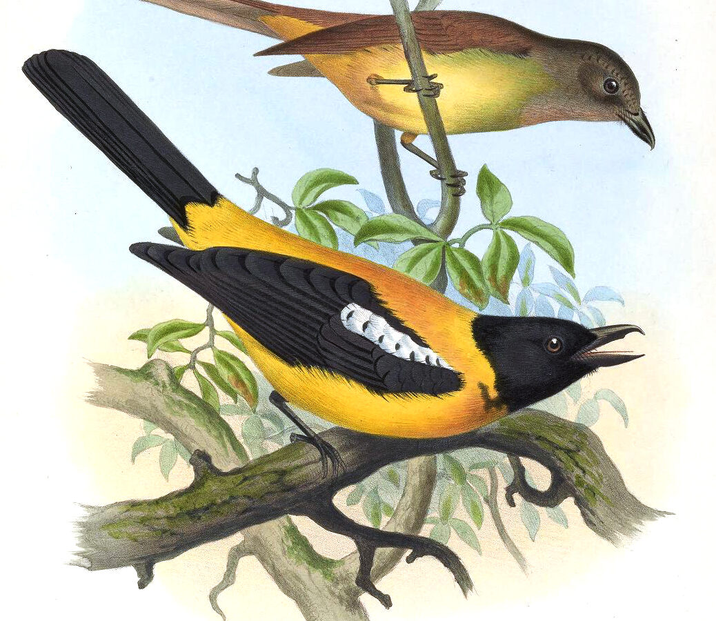 Black-throated Shrike-Tanager