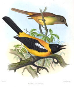 Black-throated Shrike-Tanager