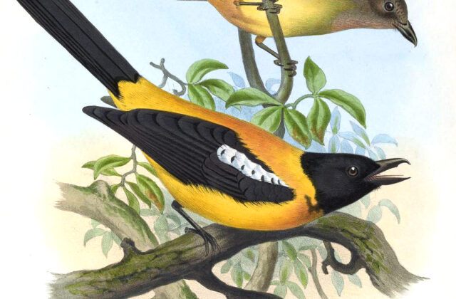Black-throated Shrike-Tanager