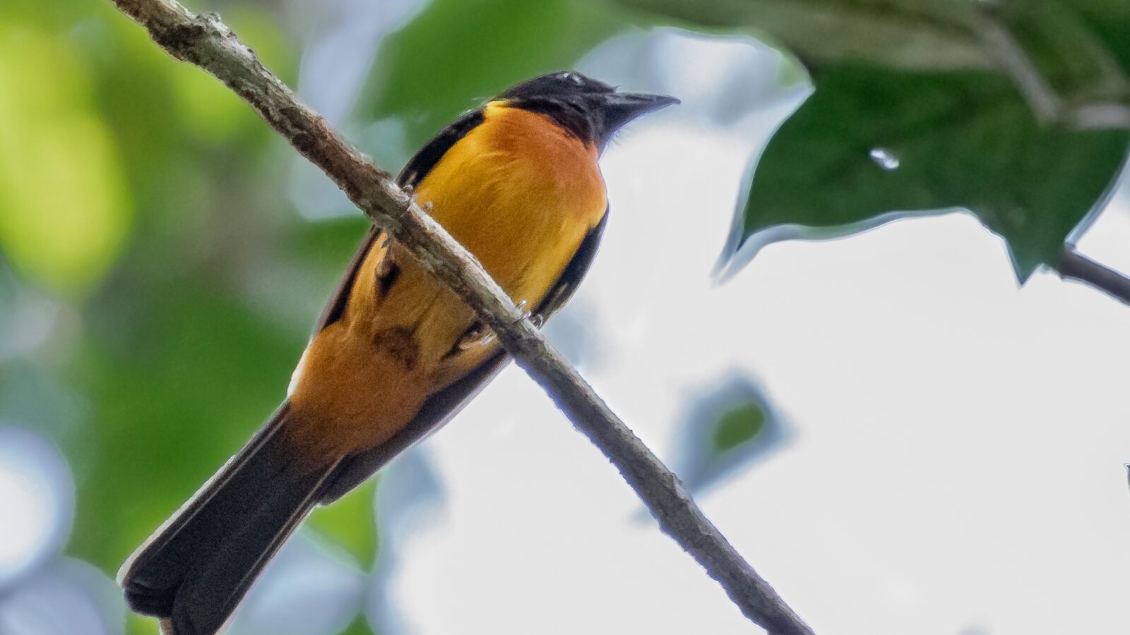 Fulvous Shrike-Tanager