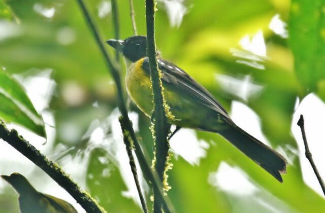 White-throated Shrike-Tanager