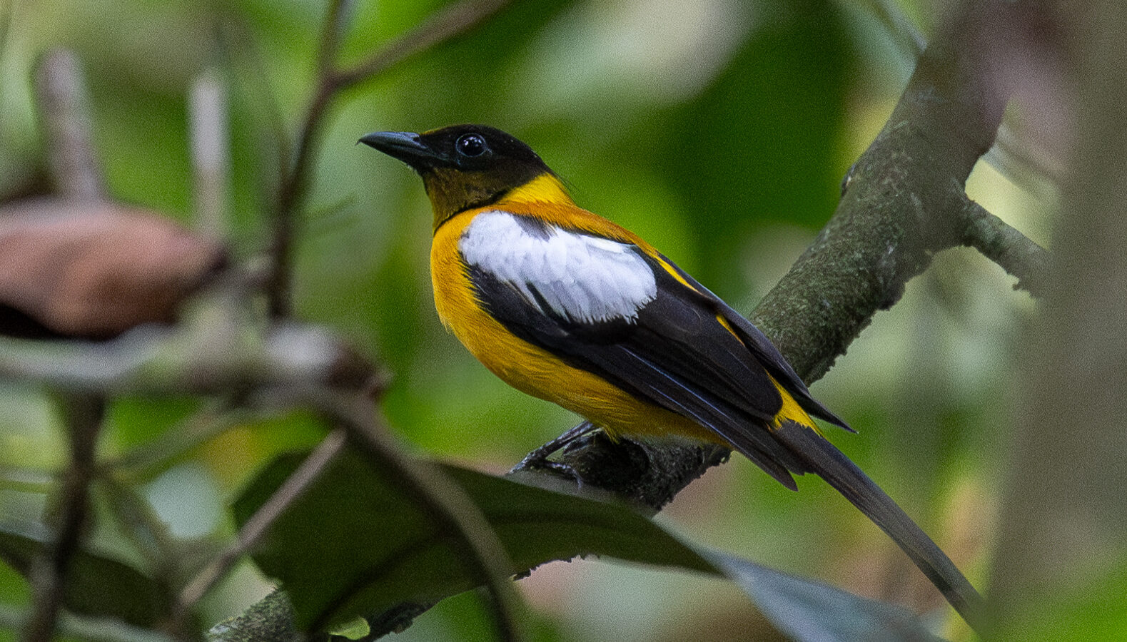White-winged Shrike-Tanager