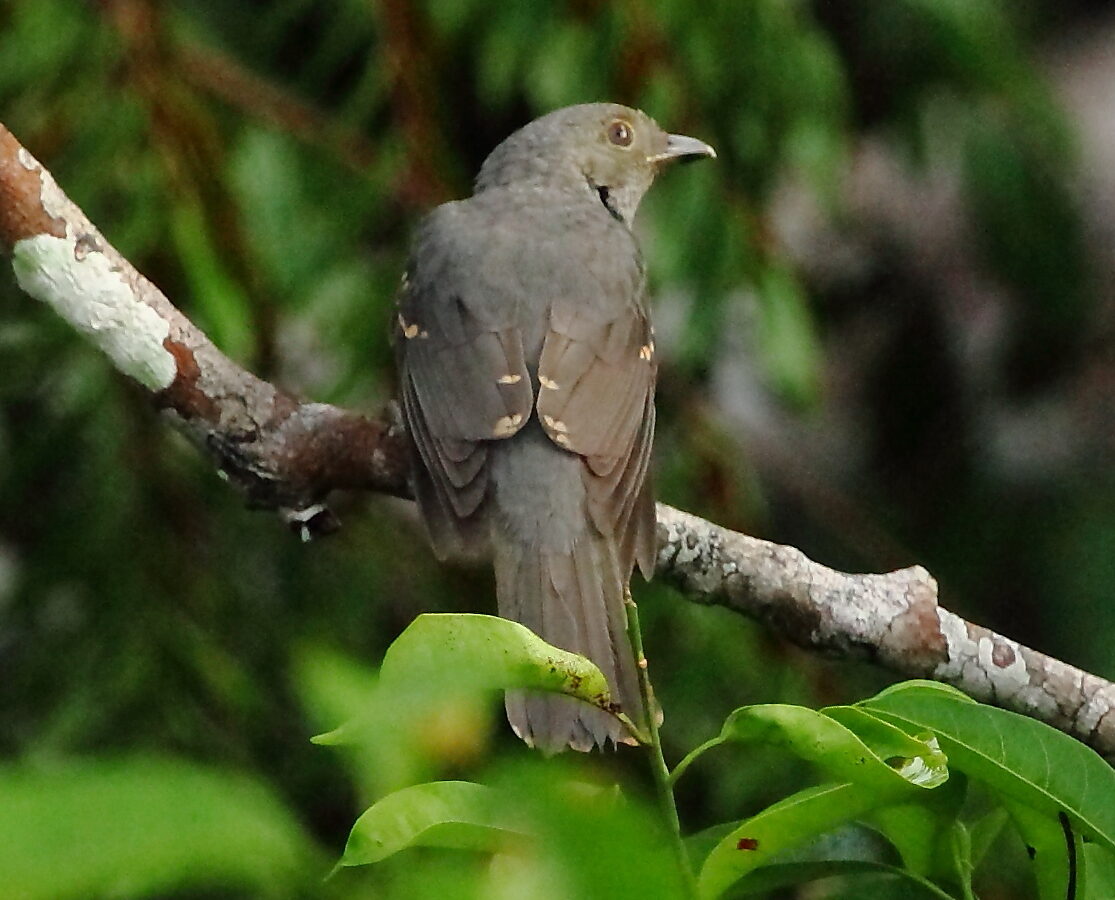 Cinereous Mourner