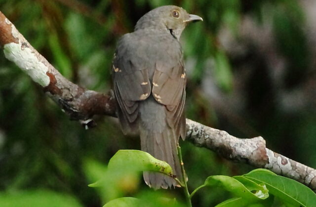 Cinereous Mourner