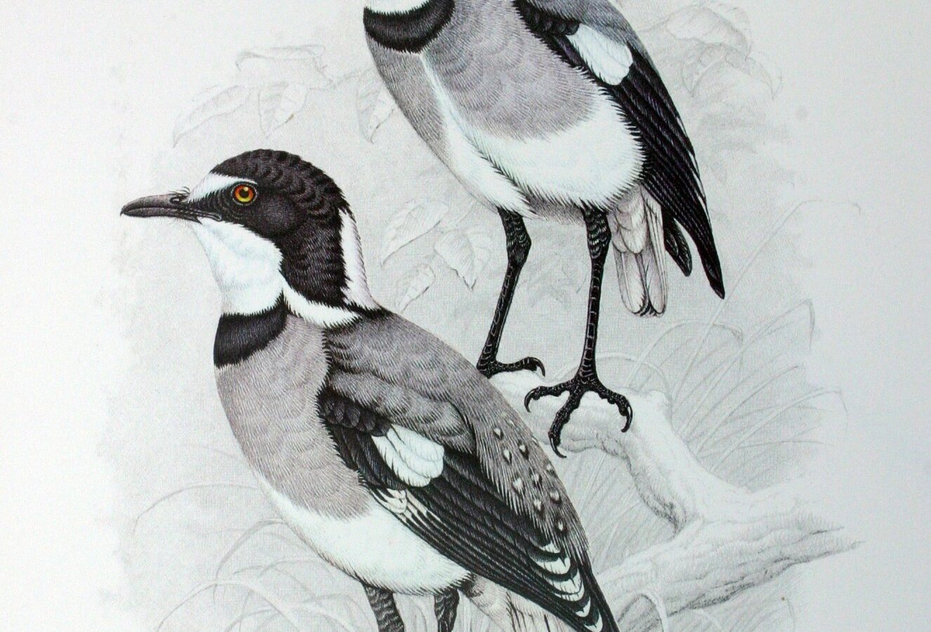 White-tailed Shrike